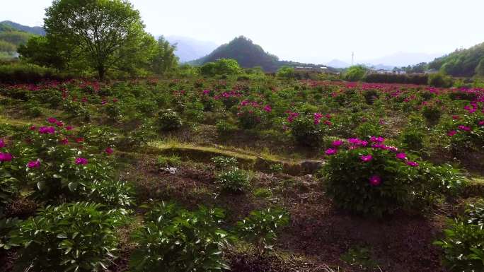 鲜花特写 生态环境 自然风光 实景航拍