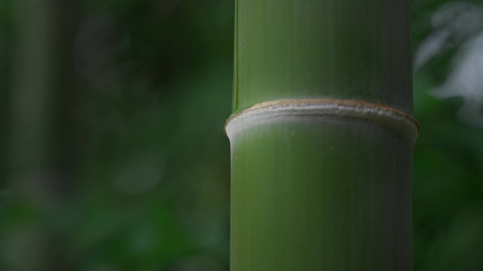 竹子 竹子滴水 滴水的竹子 竹子特写