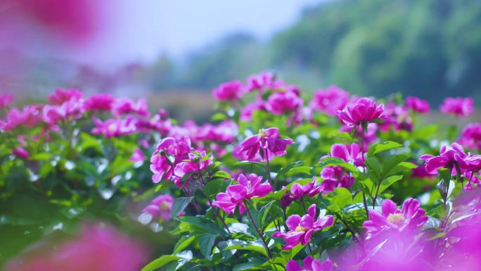 鲜花特写 生态环境 自然风光 实景航拍