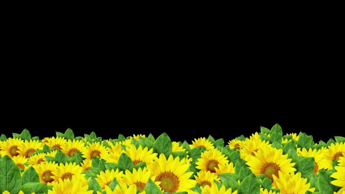 太阳花向日葵花海视频遮罩舞台背景素材
