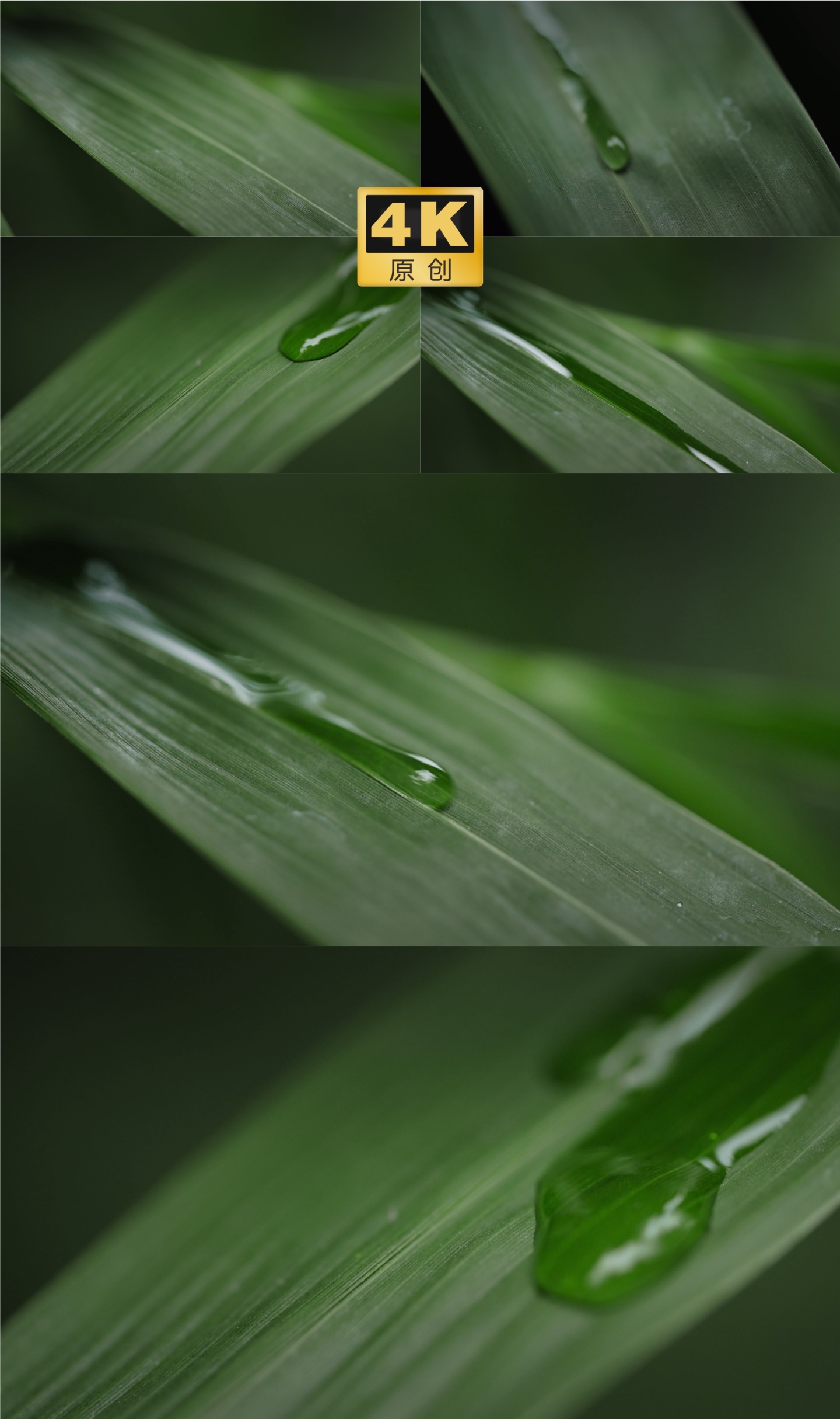 竹叶滴水 叶片上的水滴 雨水