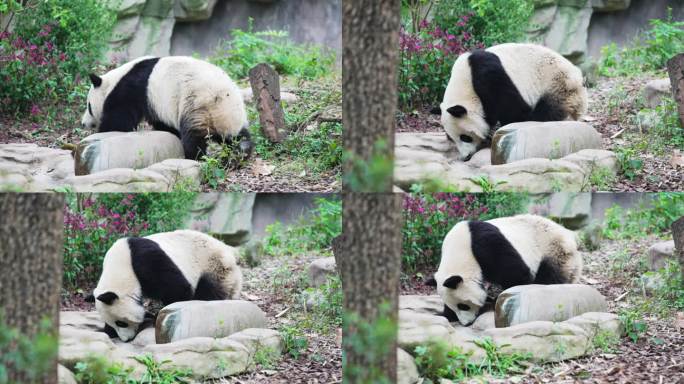 动物园的熊猫