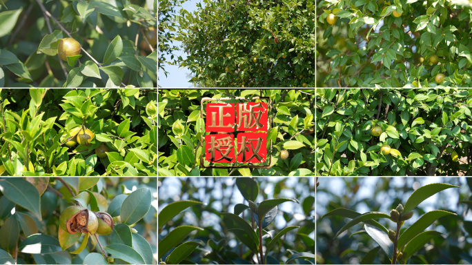 油茶果油茶树油茶树种植基地信阳茶油果