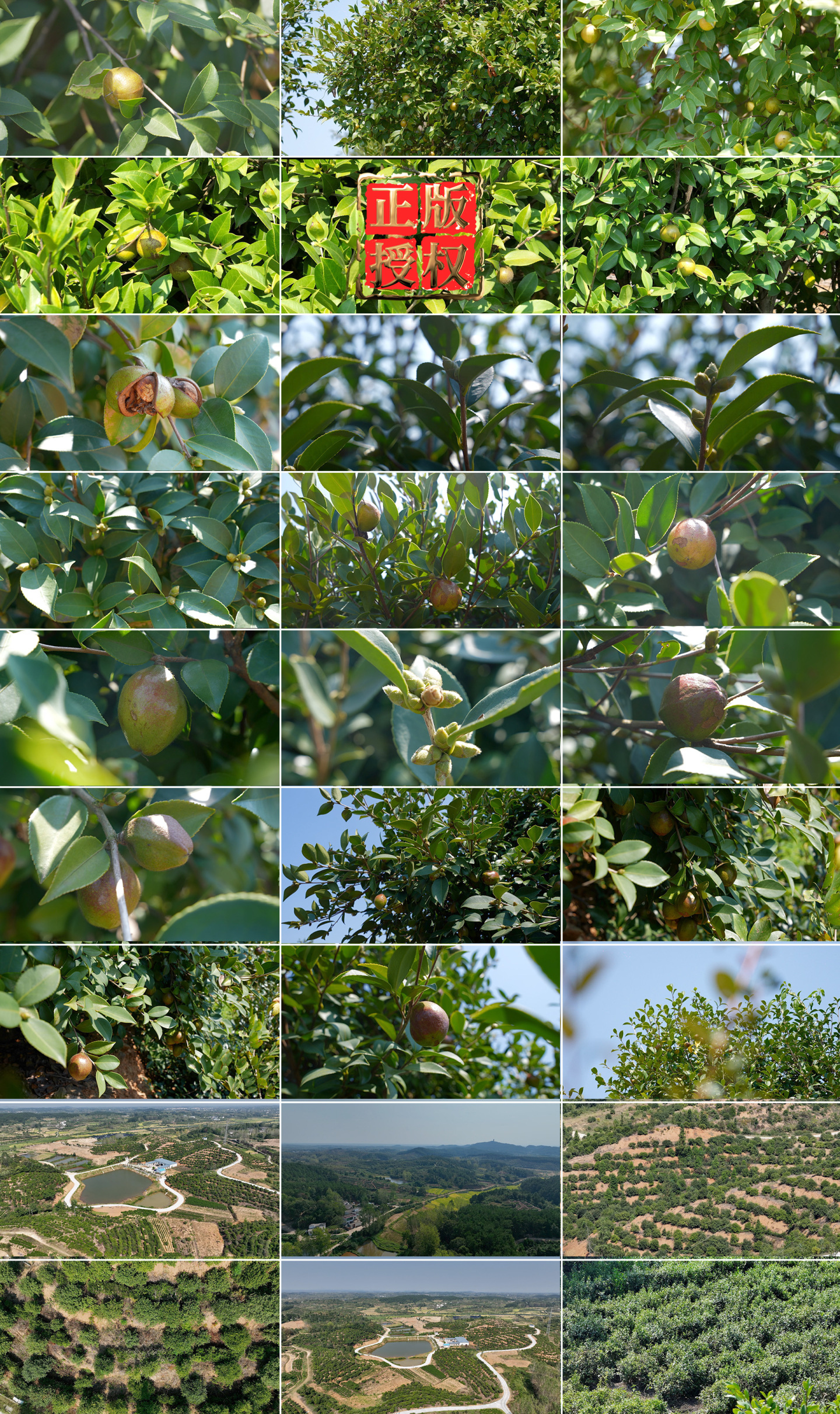 油茶果油茶树油茶树种植基地信阳茶油果