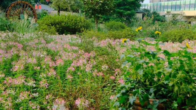 田间小路 花园 公园 花坛 醉蝶花