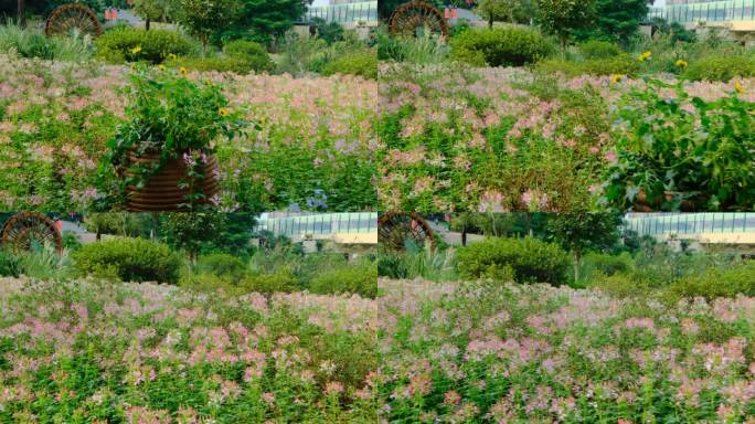 田间小路 花园 公园 花坛 醉蝶花