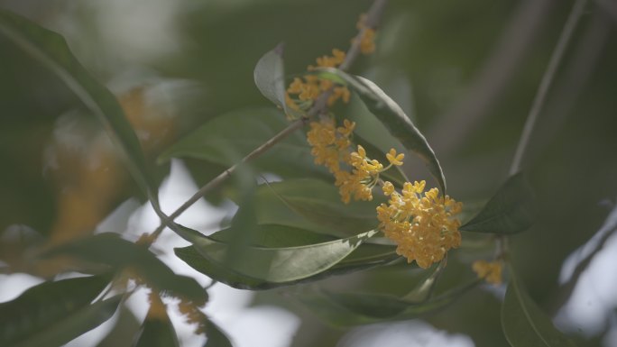 桂花金桂丹桂桂花香