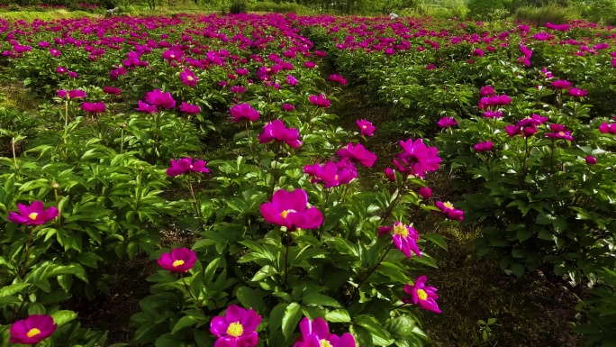 鲜花特写 生态环境 自然风光 实景航拍