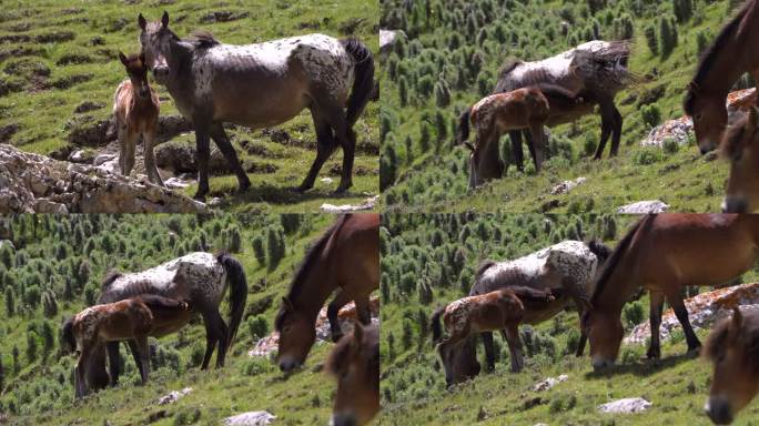 草原上马喝母乳