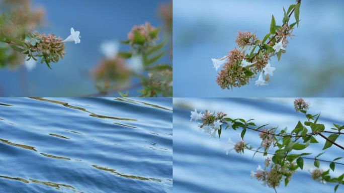 湖边花 水边花草