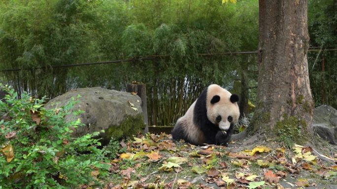 大熊猫吃竹子空镜组镜头3