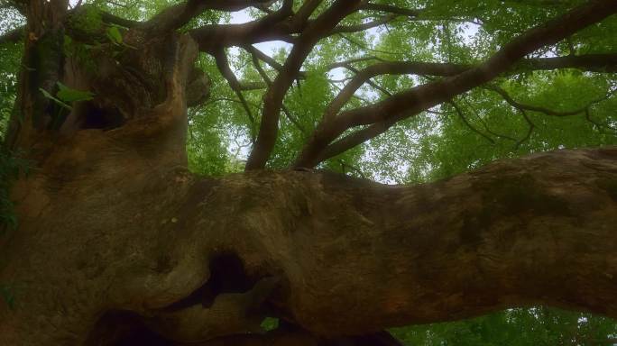 千年古树樟树