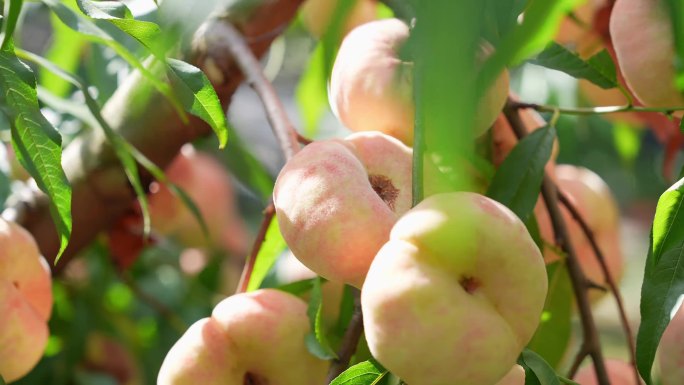 青岛胶州农村果园水果丰收苹果桃子飘香
