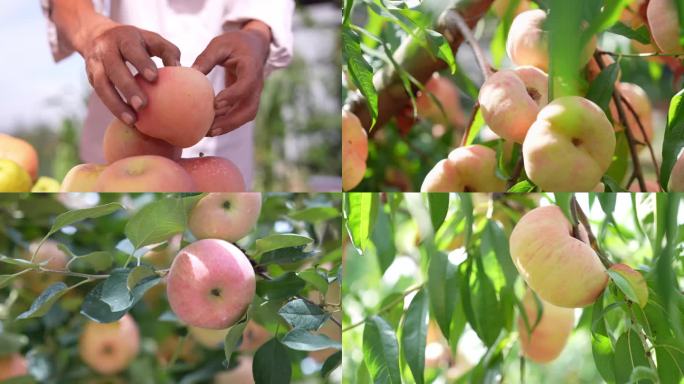 青岛胶州农村果园水果丰收苹果桃子飘香