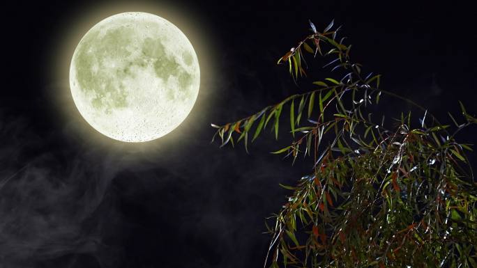 实拍月光下的柳树