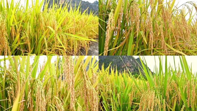 高清航拍水稻稻田风光