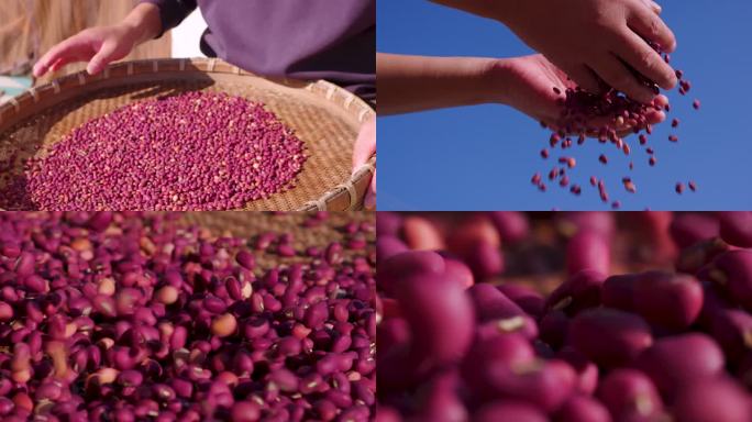 2k高速拍摄 一组紫色豆子