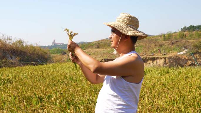 农民专家查看稻田，庄稼丰收（一组镜头）