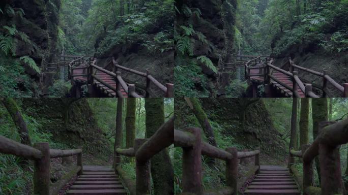 雨后景区山林里的小路栈道