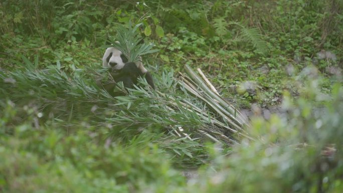 大熊猫吃竹子空镜组镜头