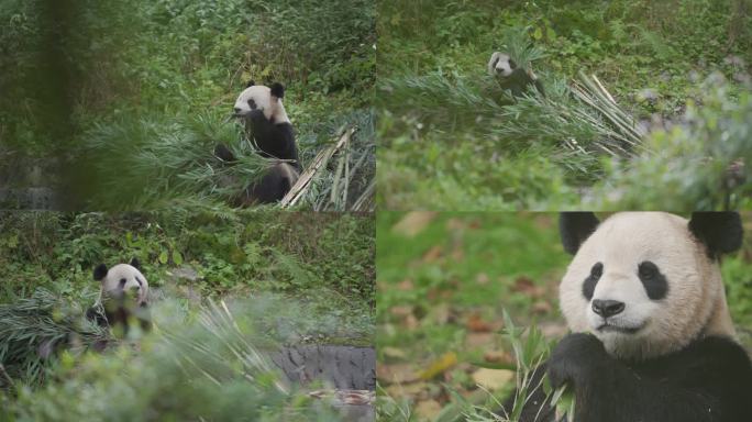 大熊猫吃竹子空镜组镜头