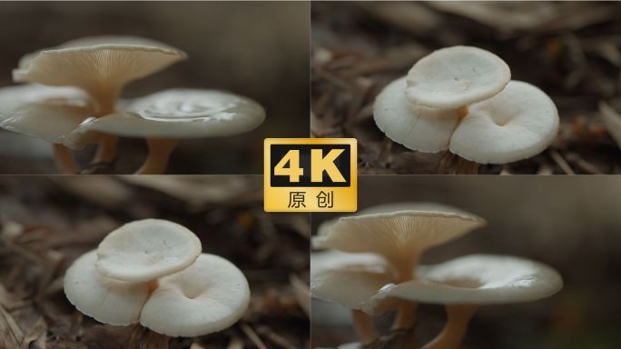 蘑菇 白色蘑菇 野生菇 野味