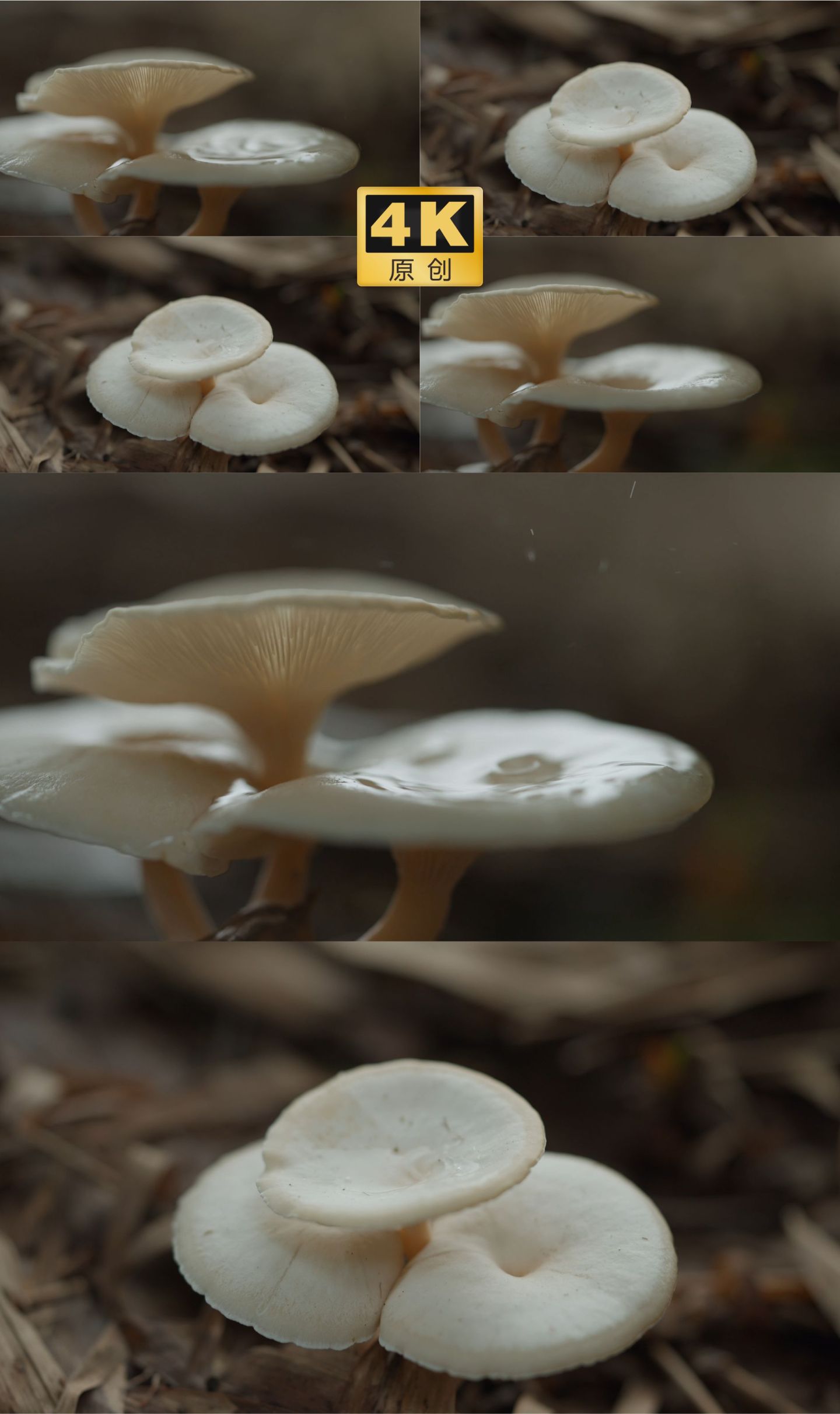 蘑菇 白色蘑菇 野生菇 野味