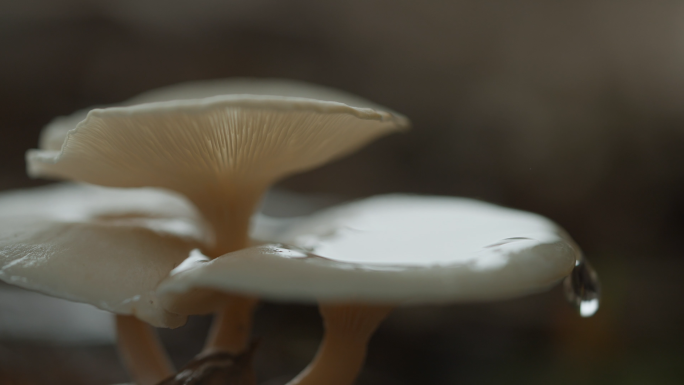 蘑菇 白色蘑菇 野生菇 野味