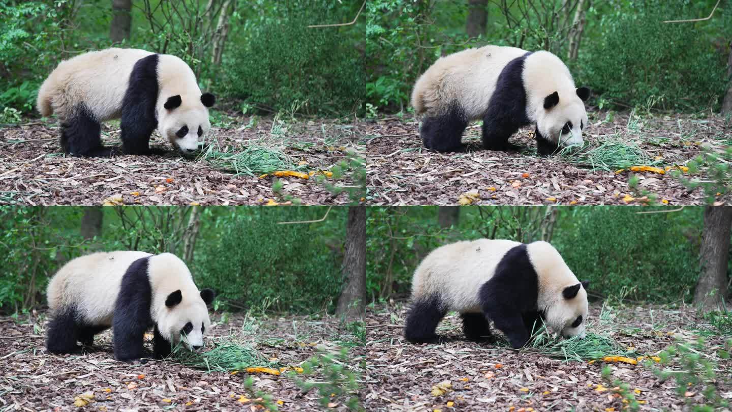 动物园的熊猫