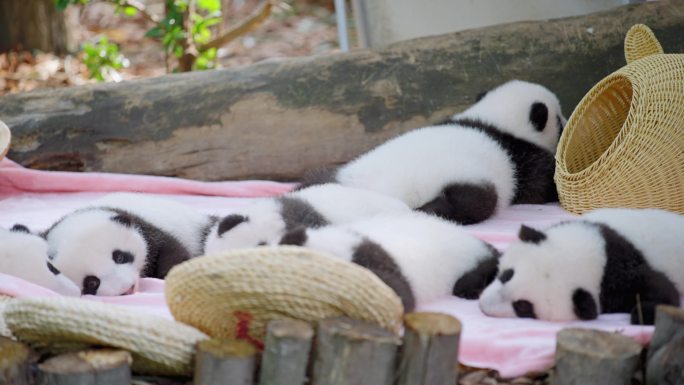 玩耍中的熊猫幼崽