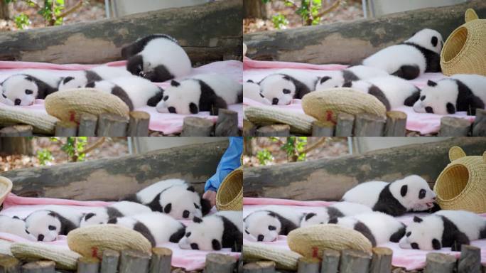 玩耍中的熊猫幼崽