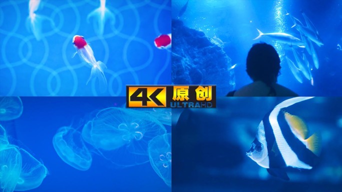 海洋馆水族馆水母小丑鱼特写空镜宣传