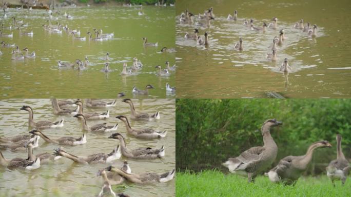 大鹅、灰鹅、黑鹅散养游水嬉戏