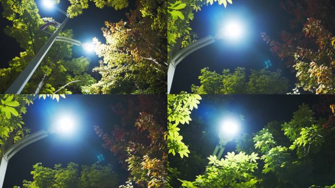路灯 夜色 梧桐树 微风下的树叶