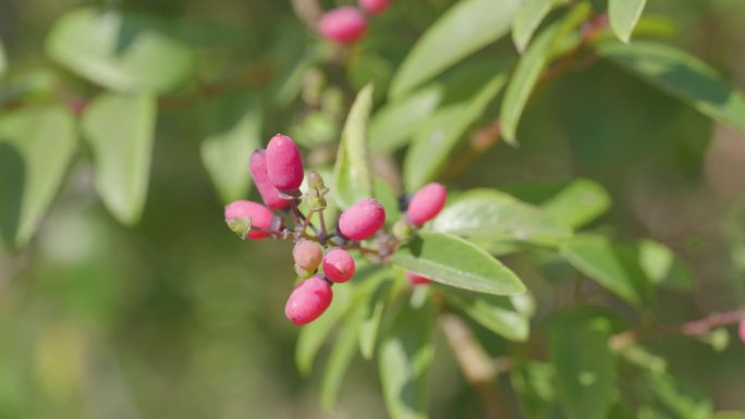 中草药—光枝勾儿茶