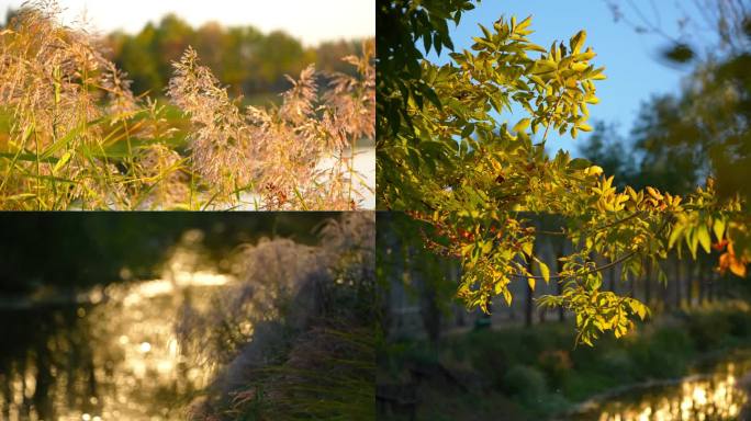 逆光唯美 秋天湿地风光 秋色秋季秋景