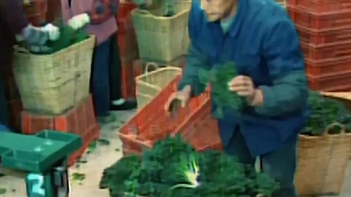 60年代香港蔬菜采购运输