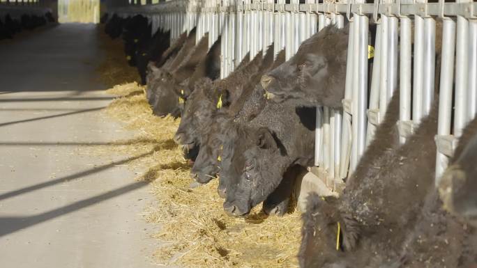 4K黑牛、和牛养殖繁育