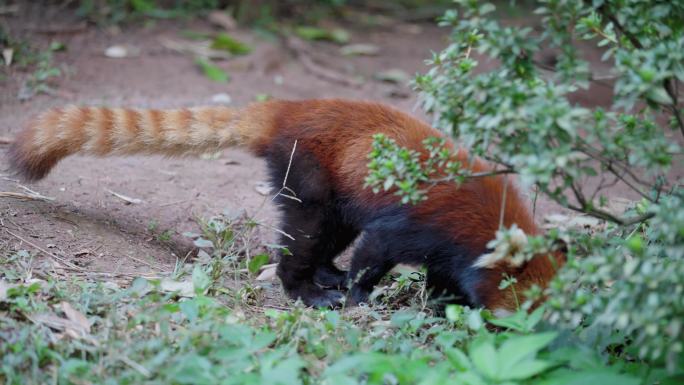 小熊猫