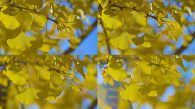 4k银杏树叶唯美秋季黄色落叶