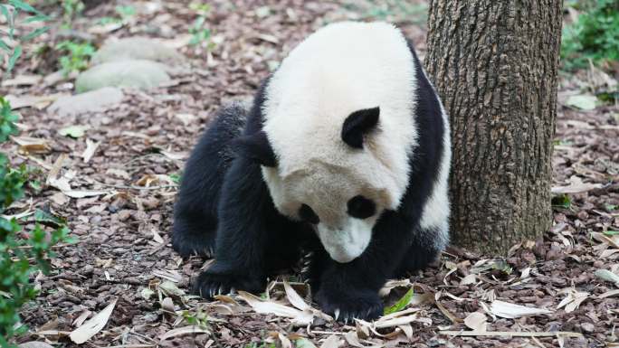 熊猫舔爪子
