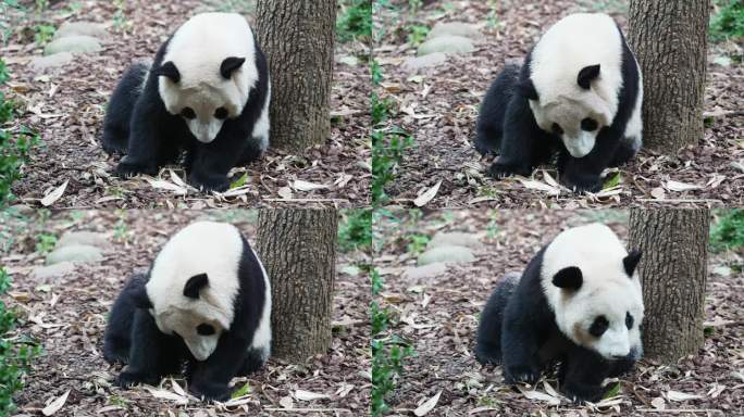 熊猫舔爪子