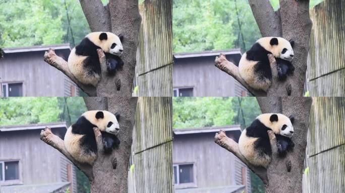 午休的小熊猫