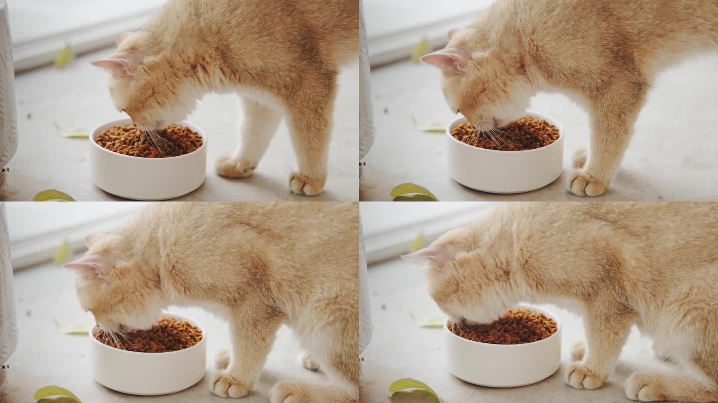 猫条宠物零食猫狗猫粮狗粮