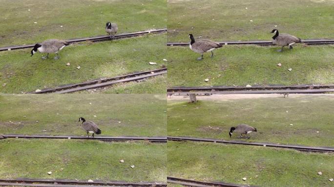 可爱的小鸭子在草坪上散步觅食