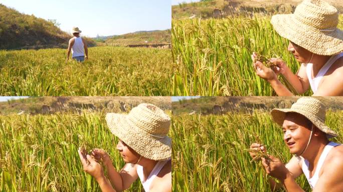 稻田，农民查看水稻长势
