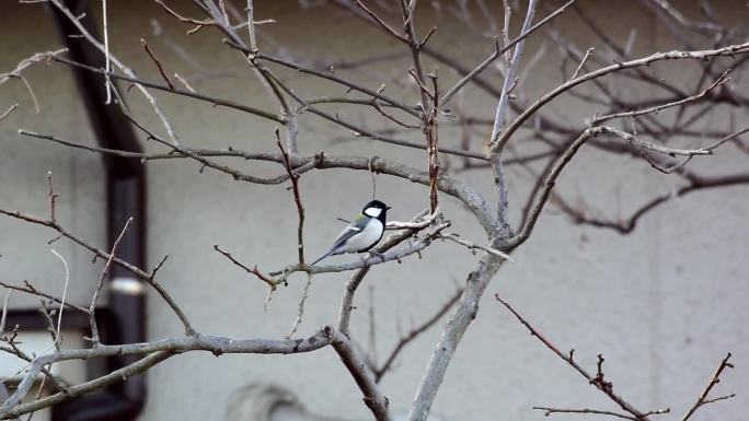 小山雀