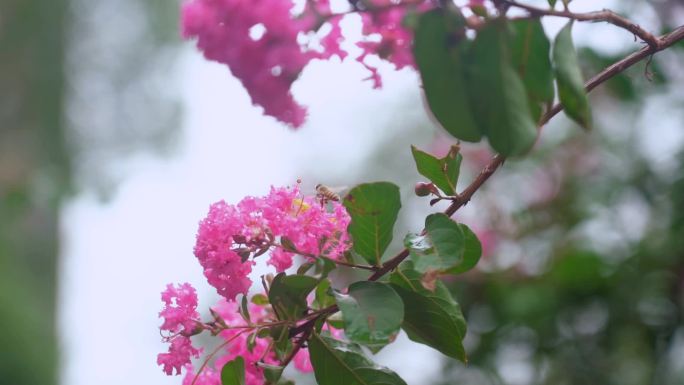 雨后花朵残花花瓣掉落