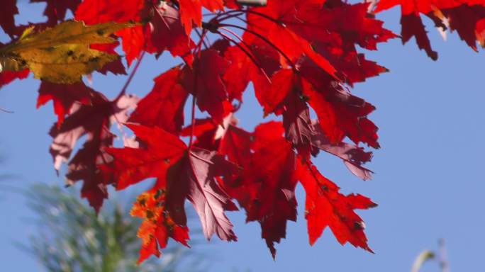 枫树林红枫叶秋天意境纯美城市公园深秋晚秋
