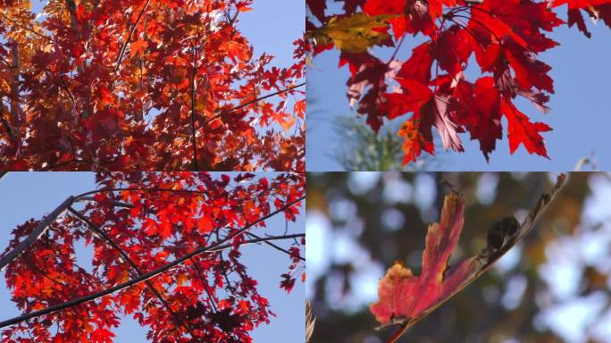 枫树林红枫叶秋天意境纯美城市公园深秋晚秋